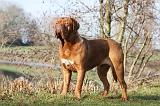 DOGUE DE BORDEAUX 111